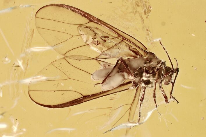 Detailed Fossil Winged Female Aphid Giving Birth in Baltic Amber #362663